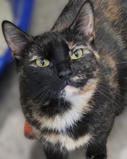 Cici (Bonded with Mimi Girl)