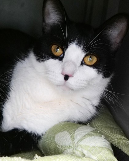 BAILEY - Domestic Shorthair / Mix available for adoption