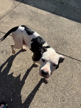 View Sweet Pea the Dog Photo #3
