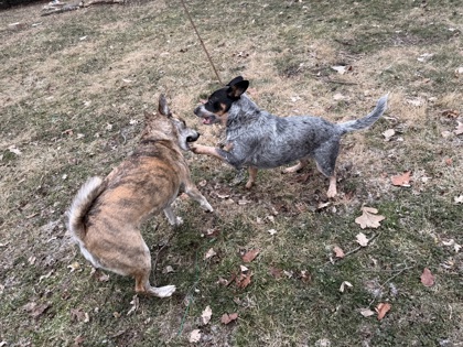 View Lola Moon (in Foster) the Dog Photo #1