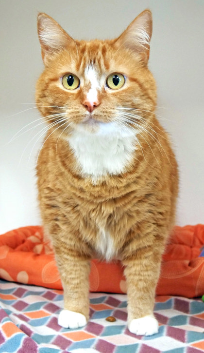 View Sadie the Cat Photo #1