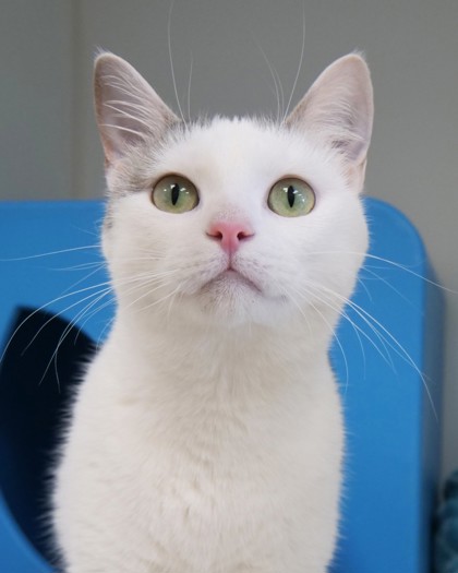 View Jojo the Cat Photo #1