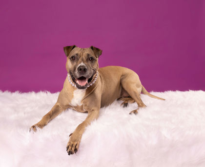 View Piper (in Foster) the Dog Photo #1