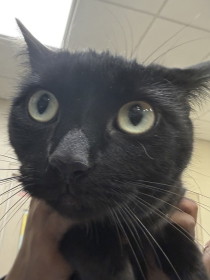 View Raven the Cat Photo #3