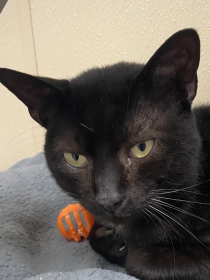 BALOO - Domestic Shorthair / Mix available for adoption