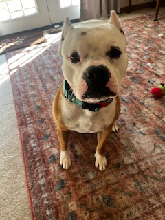 View Freddie (in Foster) the Dog Photo #2