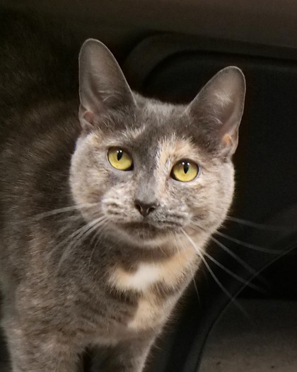 View Midnight the Cat Photo #1