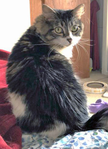 View Jazzy (in Foster) the Cat Photo #1