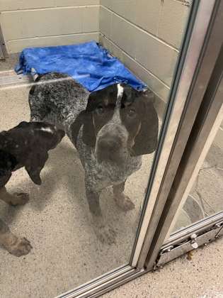 View Copper the Dog Photo #1