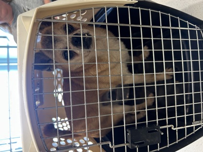Help Rehome This Dog Dog
