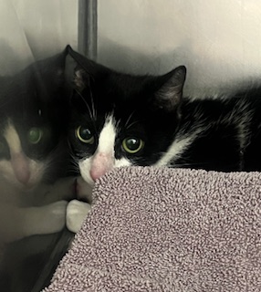 Help Rehome This Cat Cat