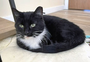 View Bibeau (In Foster) the Cat Photo #1