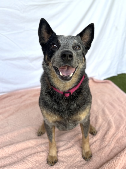 Learn More About Laila Laila