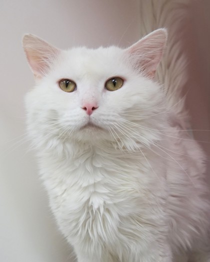 View Snowball the Cat Photo #1