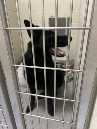 View Jigsaw the Dog Photo #2