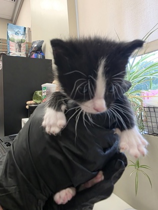 BENTLEY - Domestic Shorthair / Mix available for adoption