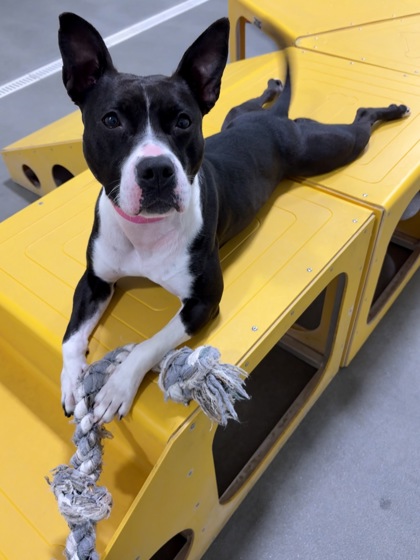 View Kourt the Dog Photo #2