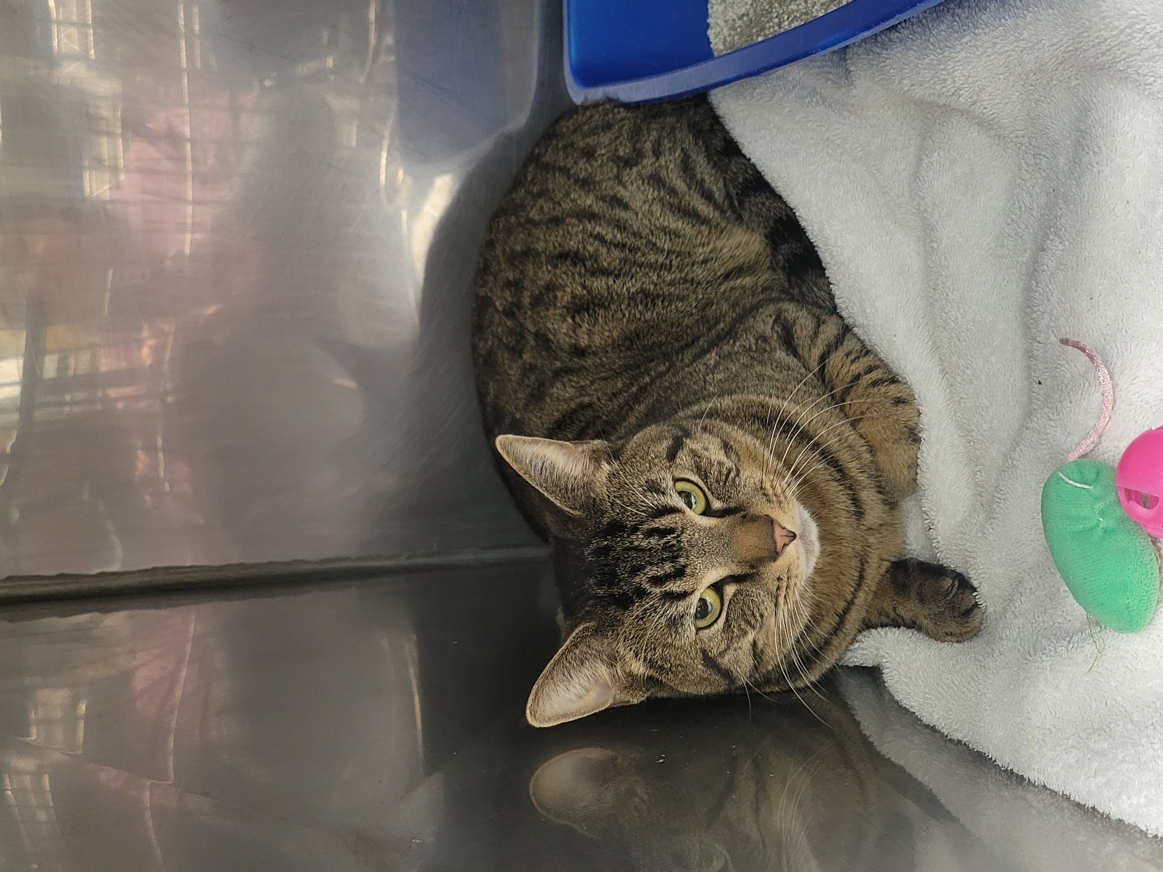 View Found Cat Photo #1