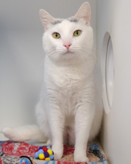 View Eowyn (in Foster) the Cat Photo #1