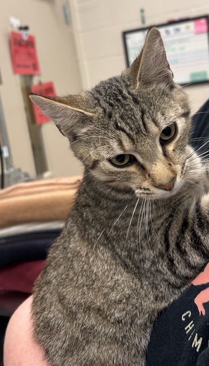View Tom Holland the Cat Photo #2