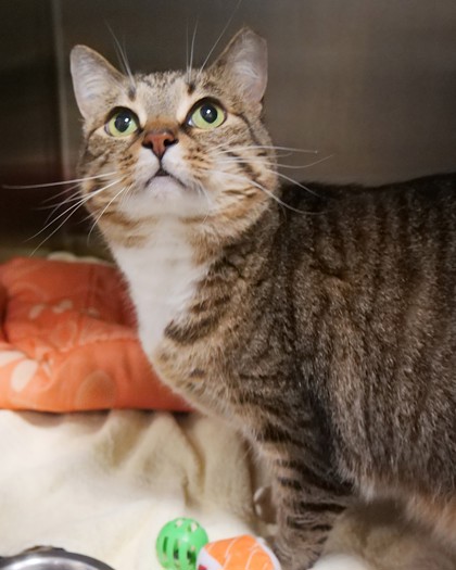 View Marcy Boots (at Smitten Kitten) the Cat Photo #2