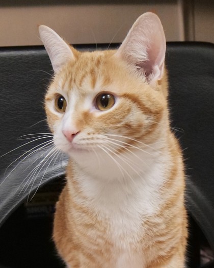 View Sherbet (at PetSmart) the Cat Photo #1