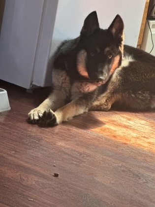 View Lost Dog Photo #1