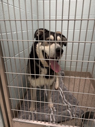 Help Rehome This Dog Dog