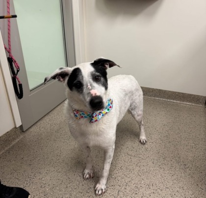 View Casper the Dog Photo #1