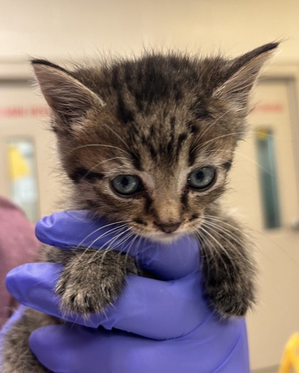 Help Rehome This Cat Cat