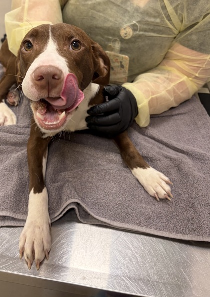 Help Rehome This Dog Dog