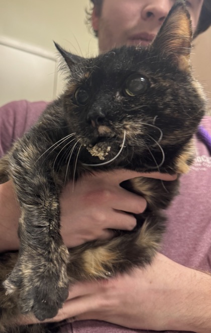 View Foomf (Bonded To Marley) (in Foster) the Cat Photo #2