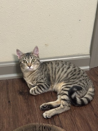 View Apple Cider (in Foster) the Cat Photo #1