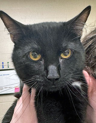 Learn More About Moondancer