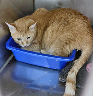 View Boots (in Foster) the Cat Photo #2