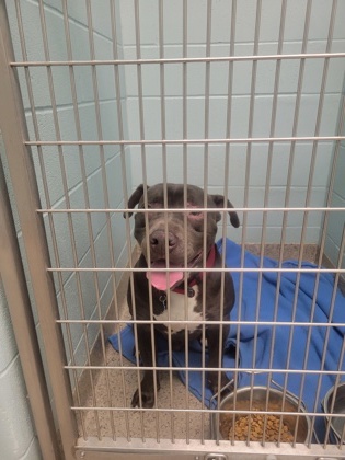 View Rio the Dog Photo #1