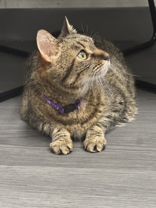 View Lana (in Foster) the Cat Photo #1