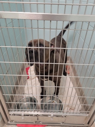 Help Rehome This Dog Dog