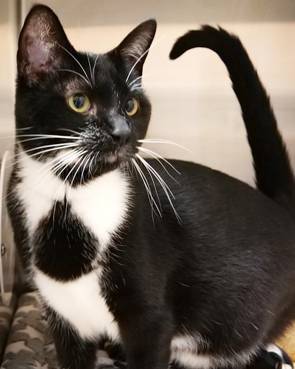 COSMO CLOUD - Domestic Shorthair / Mix for adoption in Carmel