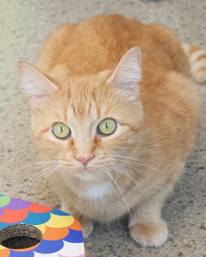 View Autumn the Cat Photo #1