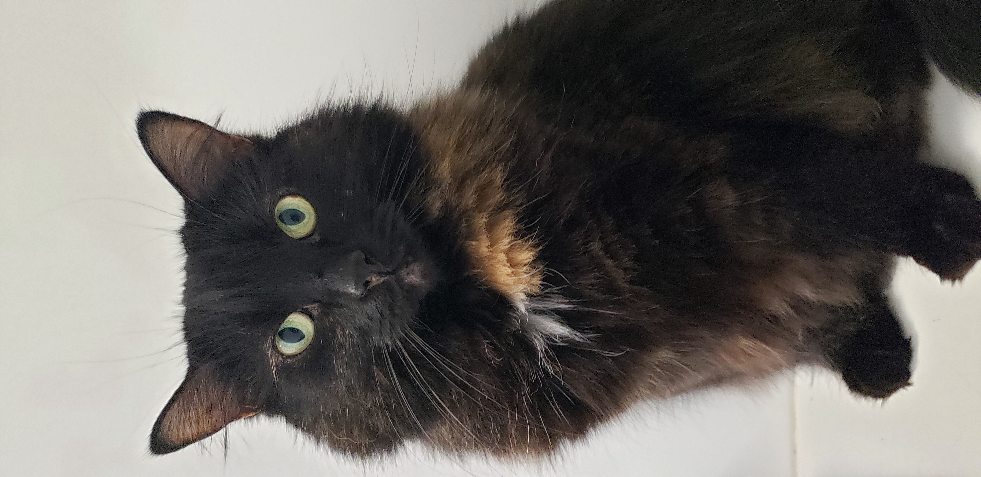 Learn More About Quintessa (in Foster) Quintessa (in foster)