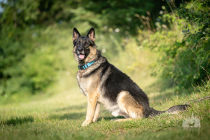 View Chucky the Dog Photo #2