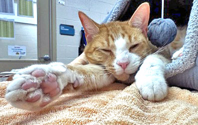 View Big Butterscotch the Cat Photo #2
