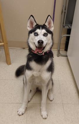 Dakota (in foster)