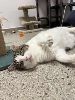 View Reuben the Cat Photo #2