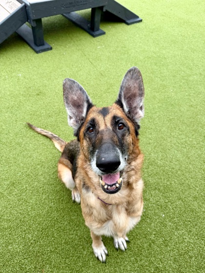 View Starfire (bonded To Raven) the Dog Photo #2