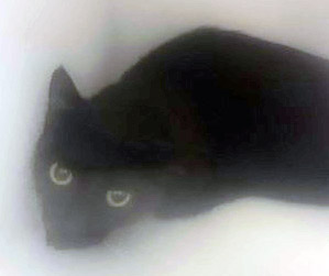 View Halle Purry the Cat Photo #3