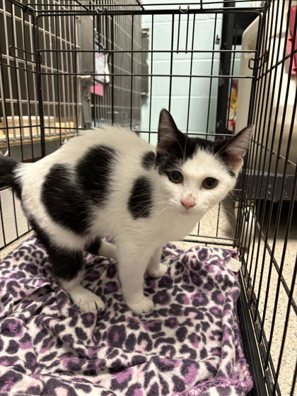 View Nash the Cat Photo #1