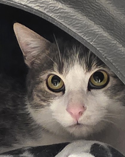 View Alpaca the Cat Photo #2