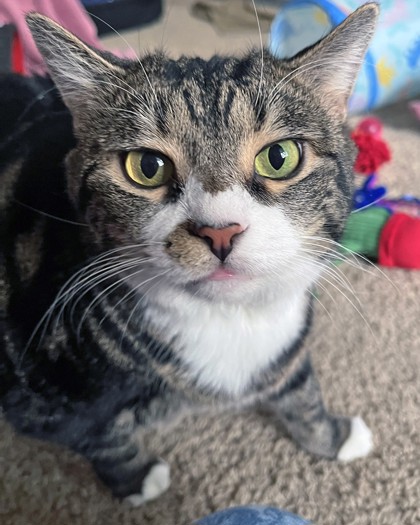 Learn More About Wally (bonded To Werthers Butterscotch) In Foster Photo of Wally (bonded to Werthers Butterscotch) in foster